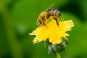Woche 18 - Biene