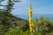 Natur