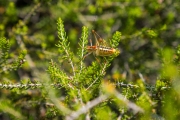 Natur