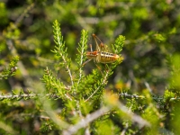 Natur