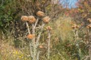 Natur