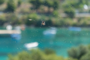 Spinne verstellt die Aussicht