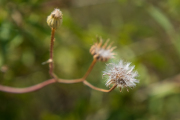 Natur