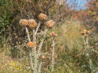 Natur