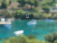 Spinne verstellt die Aussicht