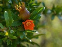 Natur