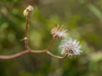 Natur