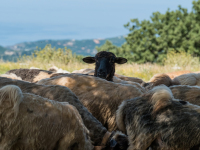 Schwarzes Schaf Schwarzes Schaf