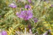 XT5F1583H