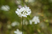 XT5F1624