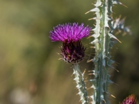 Natur