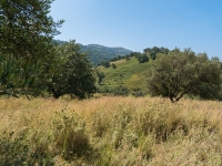 Hohes Gras