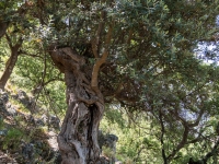 alter Baum