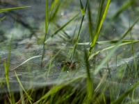Spinne