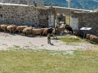 Aufmerksamer Hirtenhund