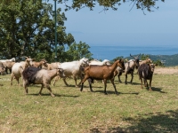 Ziegen- und Schafherde