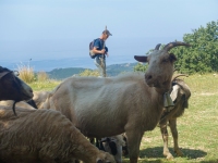 Ziegen- und Schafherde
