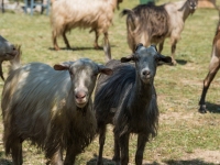 Ziegen- und Schafherde