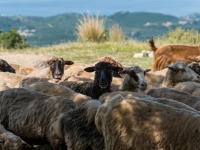 Schwarzes Schaf