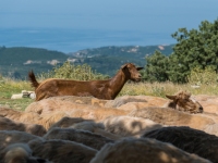 Ziegen- und Schafherde