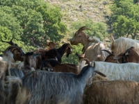 Ziegen- und Schafherde