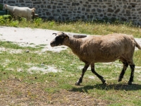 Nachzügler