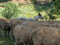 Ziegen- und Schafherde