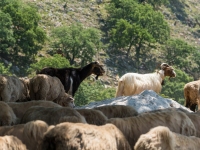 Ziegen- und Schafherde