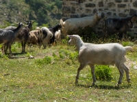 Ziegen- und Schafherde