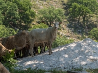 Ziegen- und Schafherde