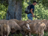 Ziegen- und Schafherde