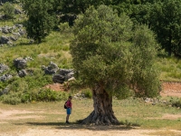 Schattiger Baum