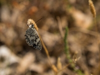Schmetterling