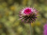 Natur