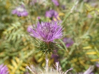 Natur