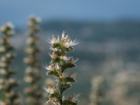 Natur