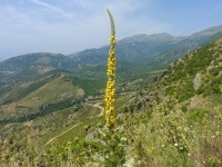 Natur