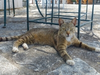 Streuner