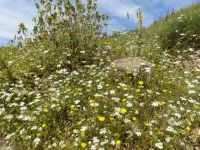 Natur
