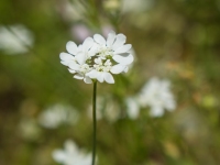Natur