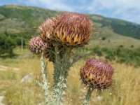 Distel