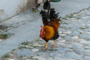 Berat