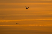 DSCF4607