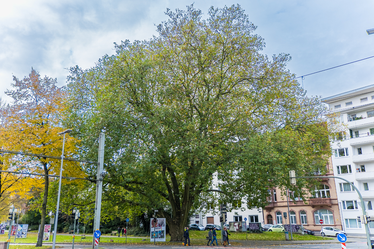 Alte Platane, 175 - 290 Jahre alt Alte Platane, 175 - 290 Jahre alt