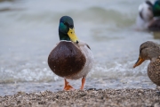 DSCF6784