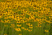 XT5F6464