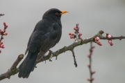 Woche 13 - Amsel