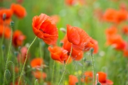 Woche 24 - Mohn