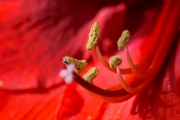 Woche 5 - Amaryllis