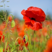 Woche 21 - Mohn